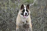 AKITA AMERICAIN 342